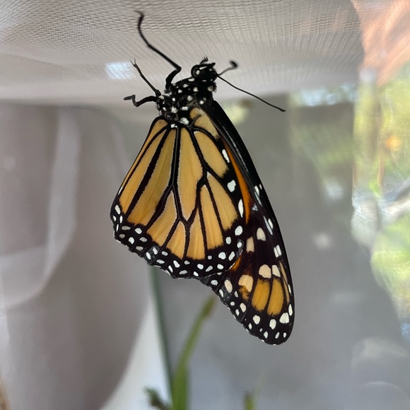 Meet your Posher, Shar - Picture 7 of 7